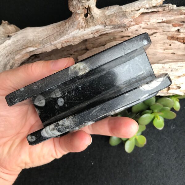 Orthoceras Card Holder - Image 4