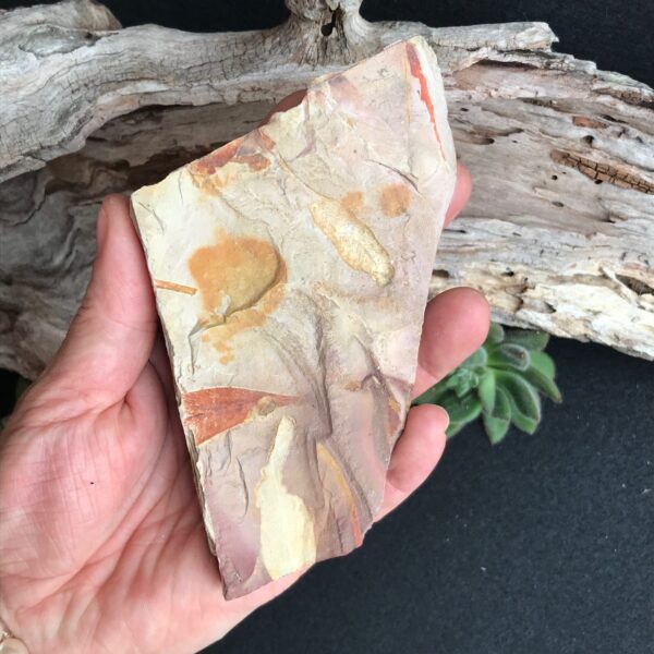 Glossopteris Fossil Leaves - Image 3