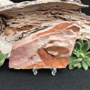 Glossopteris Fossil Leaves