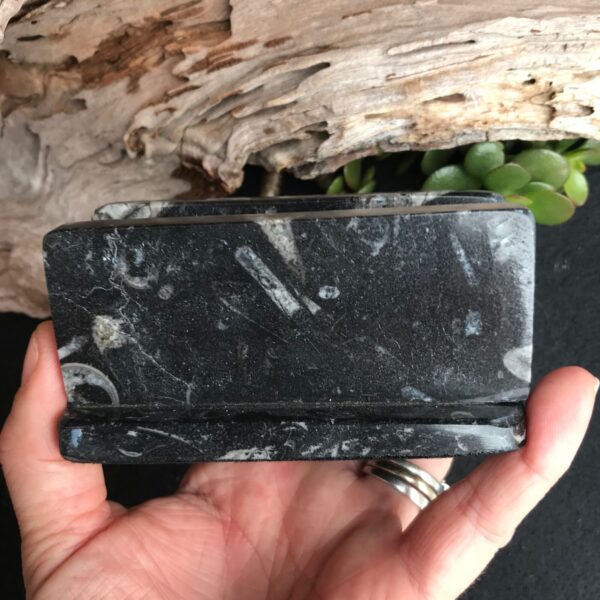 Orthoceras Card Holder - Image 2