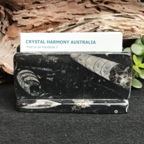 Orthoceras Card Holder