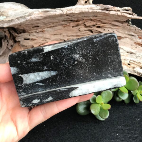 Orthoceras Card Holder - Image 4