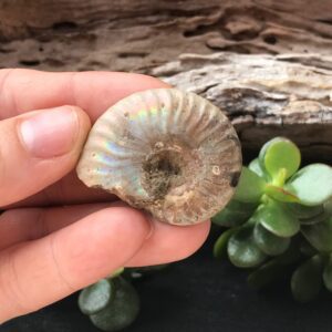 Opalescent Ammonite Fossil