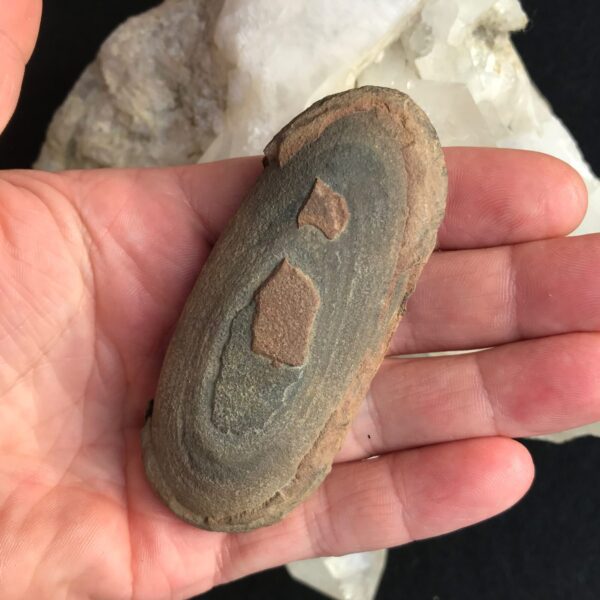 Carboniferous Leaf Nodule - Image 4