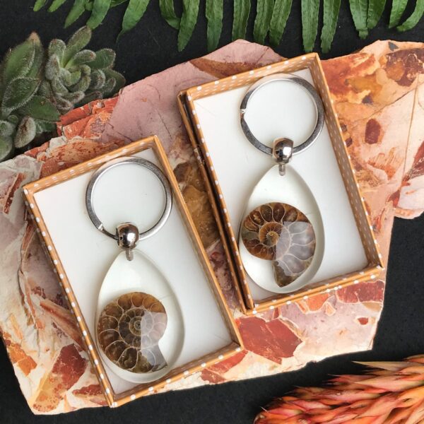 Ammonite Fossil Key Ring - Image 3