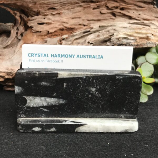Orthoceras Card Holder