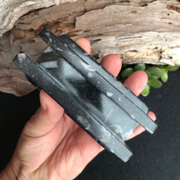 Orthoceras Card Holder - Image 2