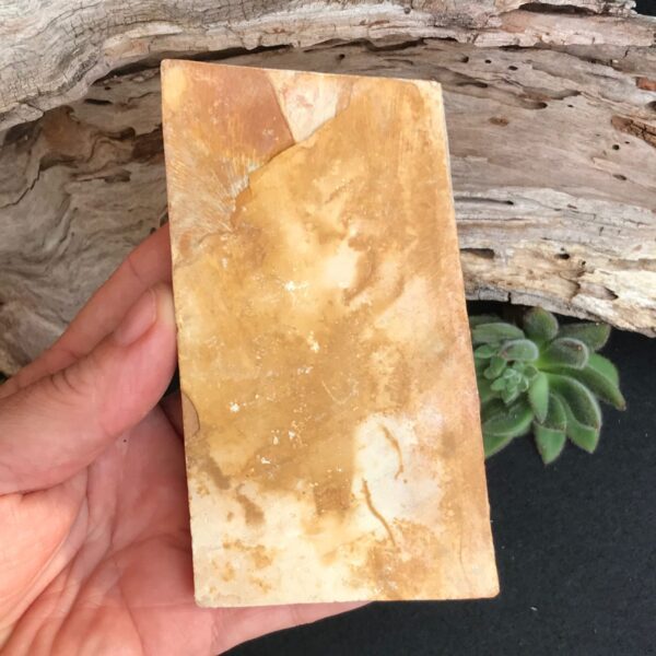 Glossopteris Fossil Leaves - Image 3