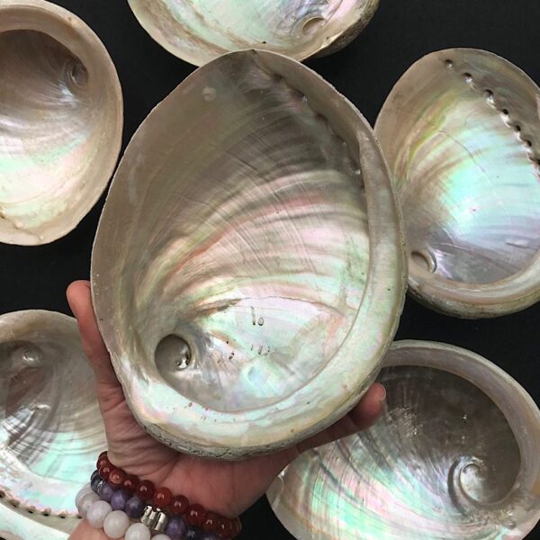 Large White Abalone Shell