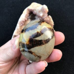 Septarian Palm Stone
