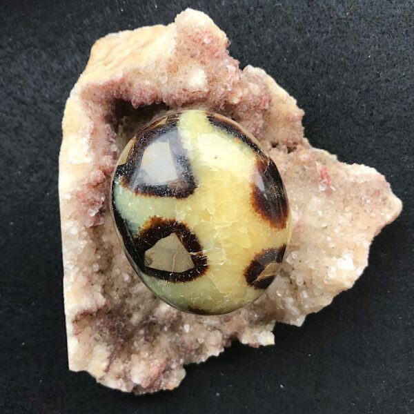 Septarian Palm Stone