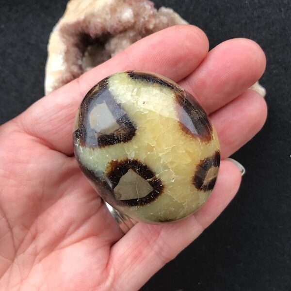 Septarian Palm Stone - Image 2
