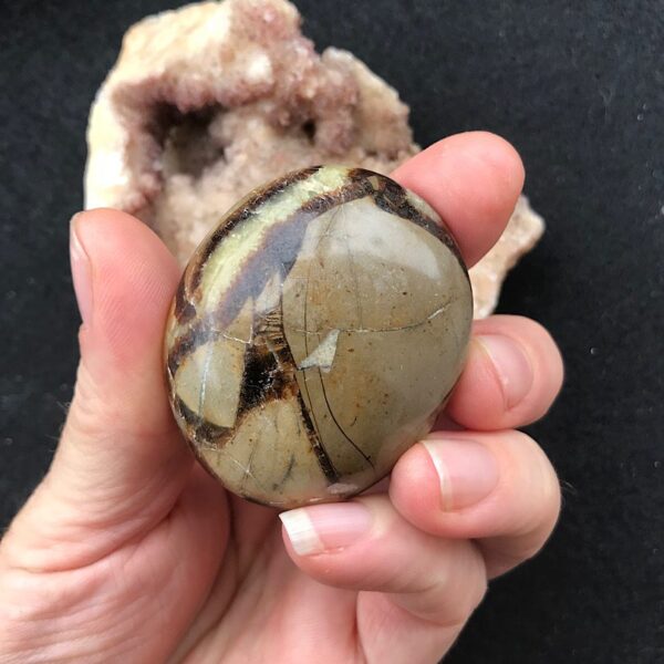Septarian Palm Stone - Image 3