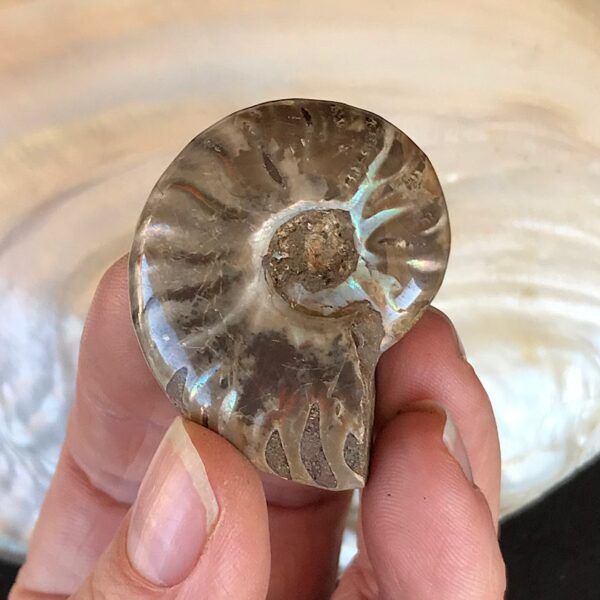 Opalescent  Ammonite Fossil