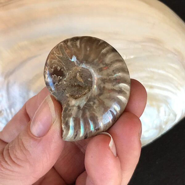Opalescent  Ammonite Fossil - Image 2