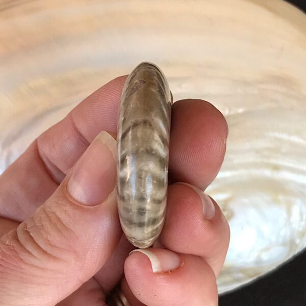 Opalescent  Ammonite Fossil - Image 3