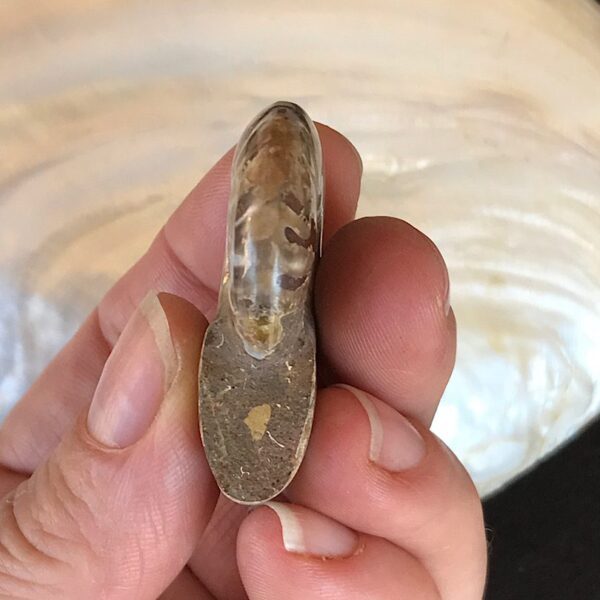 Opalescent  Ammonite Fossil - Image 4