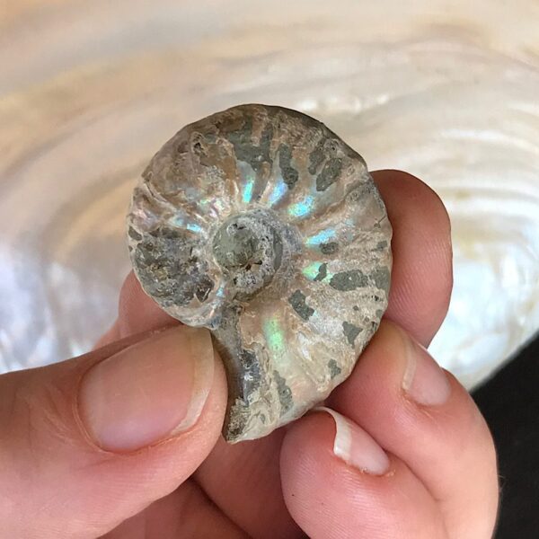 Opalescent  Ammonite Fossil