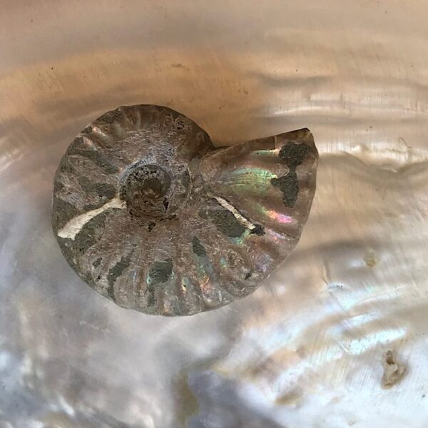 Opalescent  Ammonite Fossil - Image 4