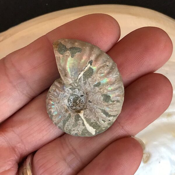 Opalescent  Ammonite Fossil - Image 3
