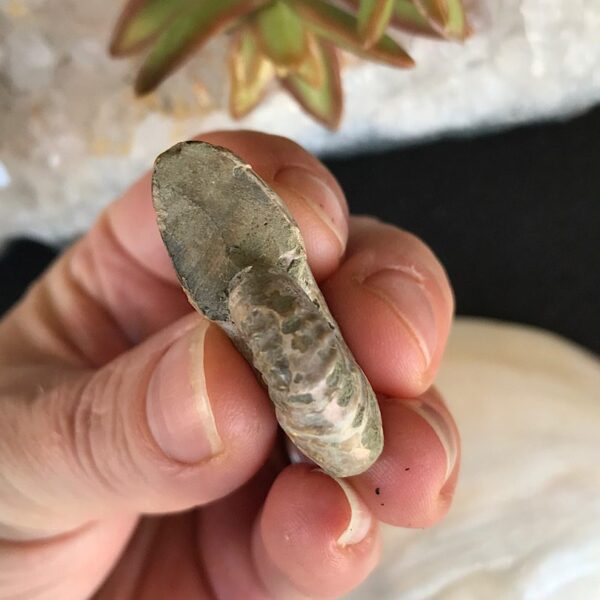 Opalescent  Ammonite Fossil - Image 2