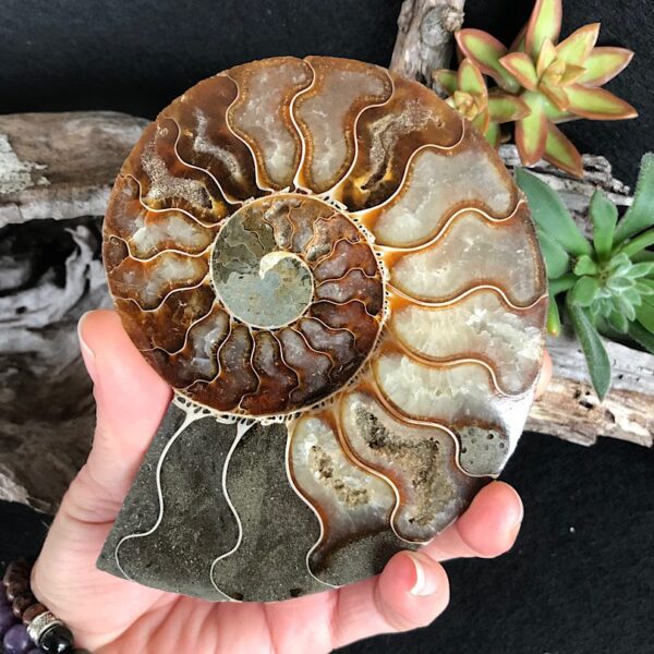 Half Cut Polished Ammonite Fossil