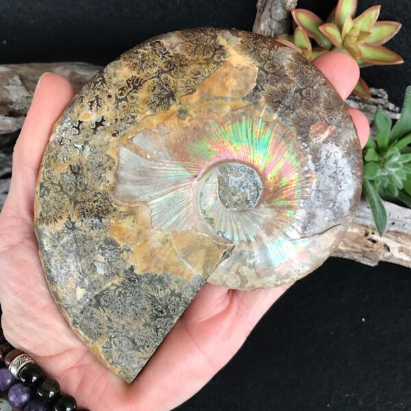 Half Cut Polished Ammonite Fossil - Image 3