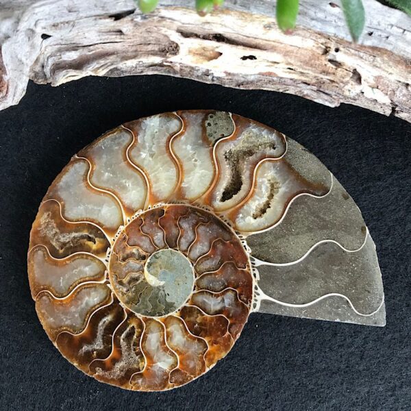 Half Cut Polished Ammonite Fossil - Image 4