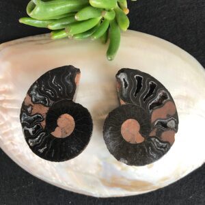 Pair of Ammonites