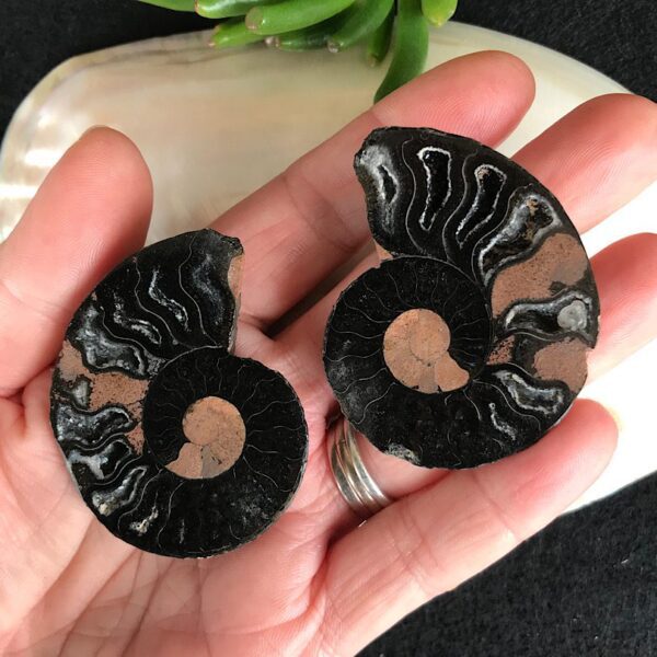 Pair of Ammonites - Image 2