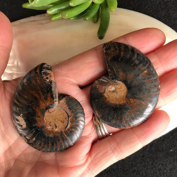 Pair of Ammonites - Image 3