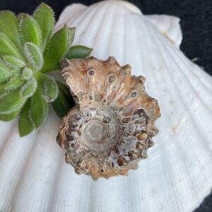 Douvilleiceras Ammonite Fossil