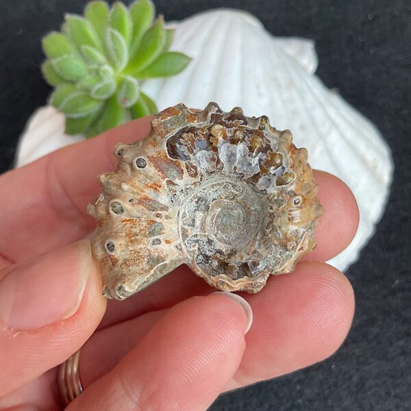 Douvilleiceras Ammonite Fossil - Image 2