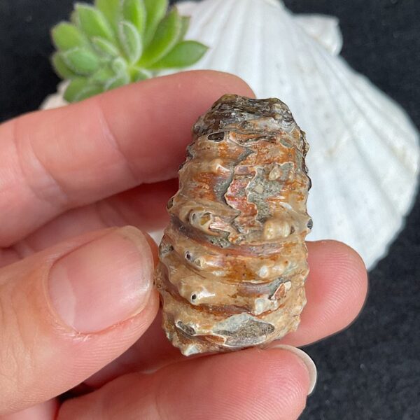 Douvilleiceras Ammonite Fossil - Image 3