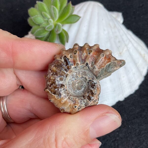 Douvilleiceras Ammonite Fossil - Image 4