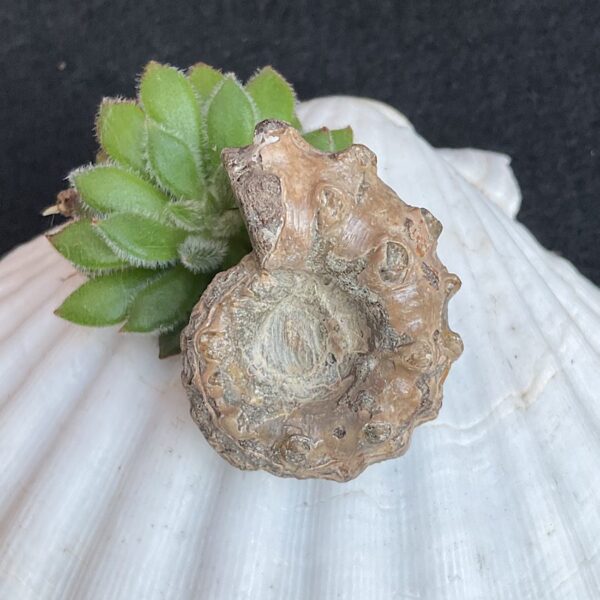 Douvilleiceras Ammonite Fossil - Image 2