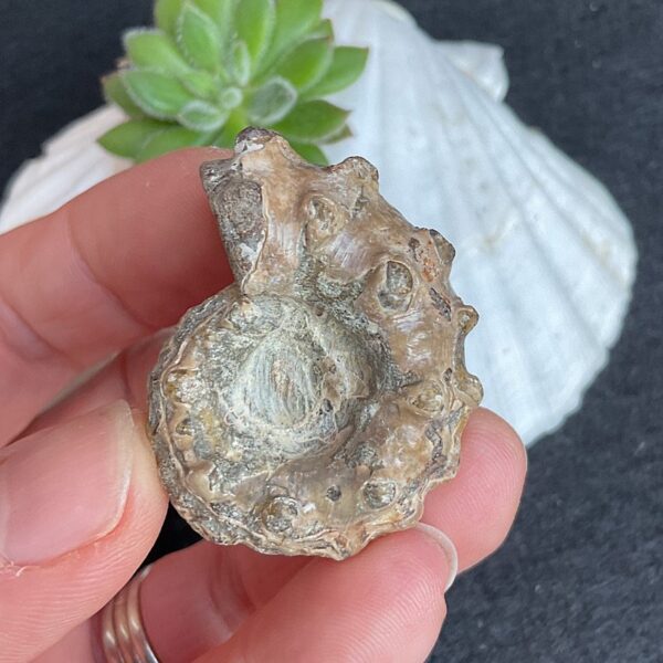 Douvilleiceras Ammonite Fossil - Image 3