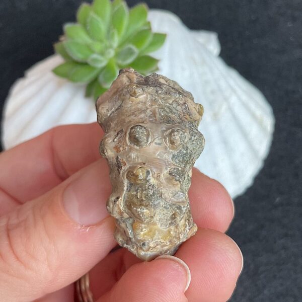 Douvilleiceras Ammonite Fossil - Image 4