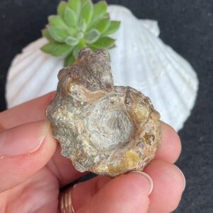 Douvilleiceras Ammonite Fossil