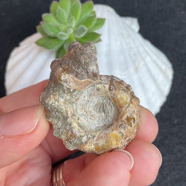 Douvilleiceras Ammonite Fossil
