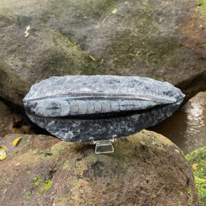 Orthoceras Fossil Plate