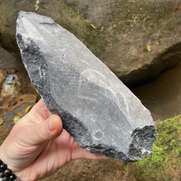 Orthoceras Fossil Plate - Image 4