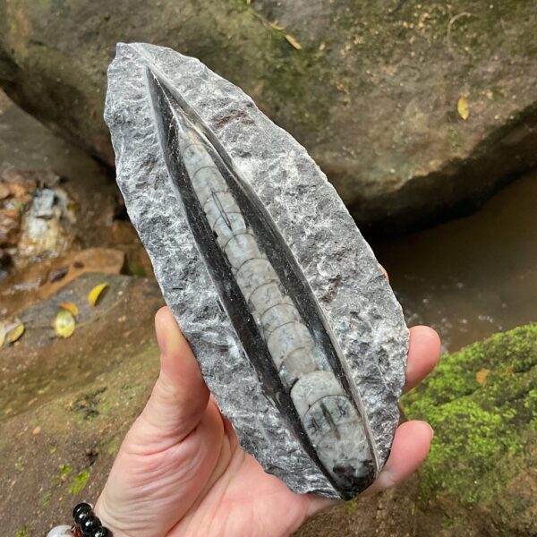 Orthoceras Fossil Plate - Image 2