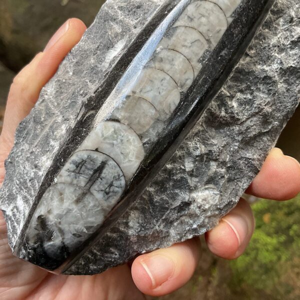 Orthoceras Fossil Plate - Image 3