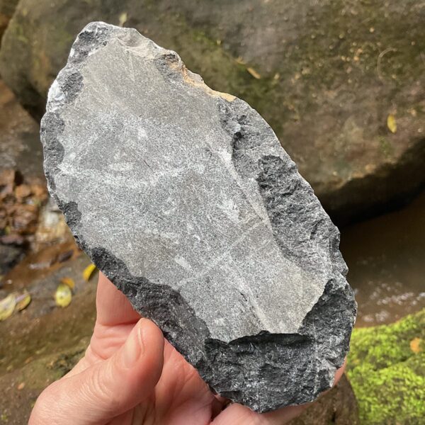 Orthoceras Fossil Plate - Image 4