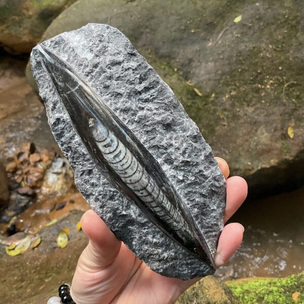 Orthoceras Fossil Plate - Image 2