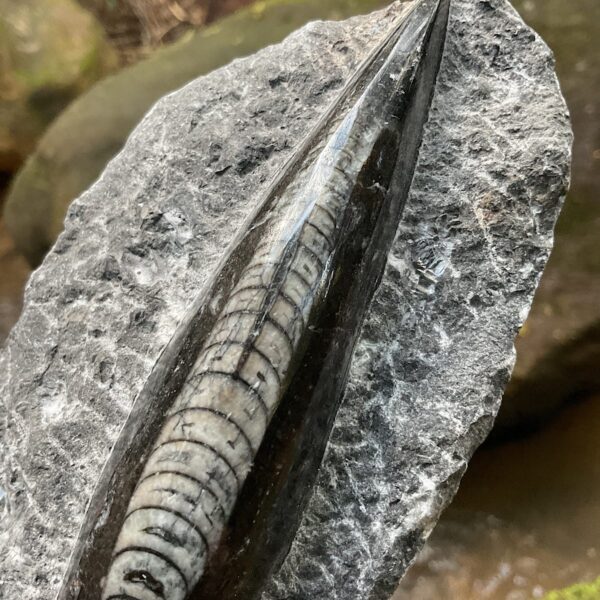 Orthoceras Fossil Plate - Image 3