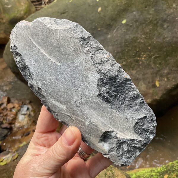 Orthoceras Fossil Plate - Image 4