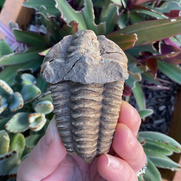 Trilobite Fossil - Image 2