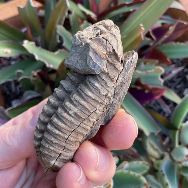 Trilobite Fossil - Image 3